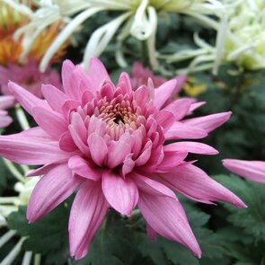 Výstava kvetov a záhrad