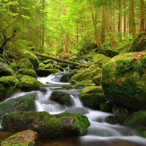 Šumava a Bavorský les