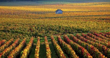 CK Turancar, autobusový poznávací zájazd, Francúzska vínna cesta, burgundské vinice