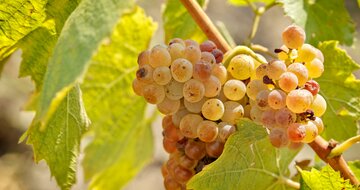 CK Turancar, autobusový poznávací zájazd, Francúzska vínna cesta, riesling