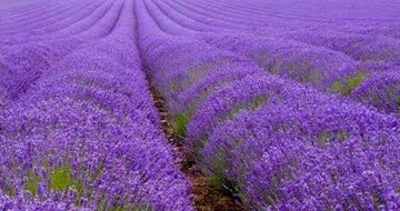 CK Turancar, autobusový poznávací zájazd, Provensálsko a francúzska riviéra, Provence