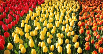 CK Turancar, autobusový poznávací zájazd, Kvetinové Holandsko a Belgicko, Zaanse Schans, tulipány