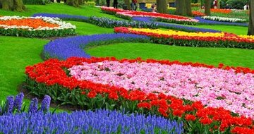 Autobusový poznávací zájazd Kvetinové Holandsko a Belgicko Keukenhof