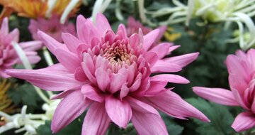 CK Turancar - Jednodňový poznávací zájazd - Výstava kvetov a záhrad v Tullne