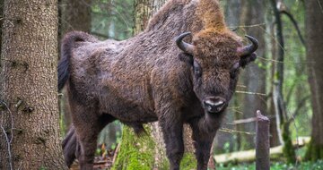 Autobusové poznávacie zájazdy CK Turancar, Poľsko - farebná cesta na sever, Bialowieza