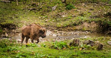 Autobusové poznávacie zájazdy CK Turancar, Poľsko - farebná cesta na sever, Bialowieza