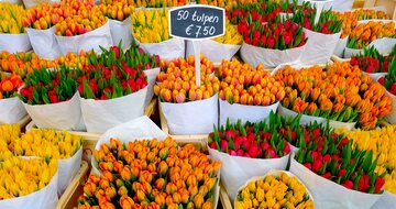 CK Turancar, Letecký poznávací zájazd, Holandsko, Amsterdam, tulipány