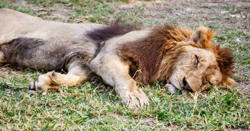 CK Turancar, autobusový poznávací zájazd, Safari park Dvor Králové a pravé české peklo