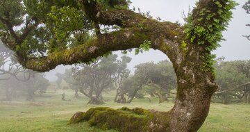 CK Turancar, Letecký poznávací zájazd, Portugalsko, Madeira