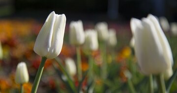 Poznávacie zájazdy CK Turancar, Česká Republika, Flora Olomouc a Kroměříž, Flora Olomouc