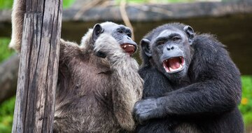 CK Turancar, autobusový poznávací zájazd, Legoland a ZOO Hellabrunn, zoologická záhrada