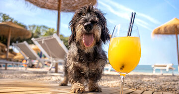 Apartmány Lanterna Resort - autobusový zájazd CK Turancar - Chorvátsko, Istria, Poreč