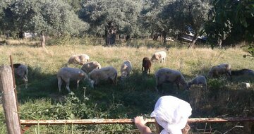 Potos Sun- Thassos - letecký zájazd CK Turancar (Thassos Potos )